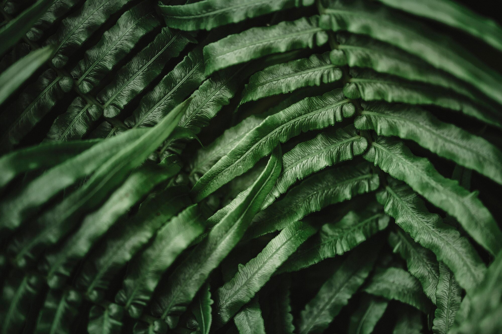 Nature texture